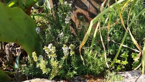 A rustic wooden barrel surrounded by green plants and a cactus. - La Borieta (Labastide-de-Penne)
