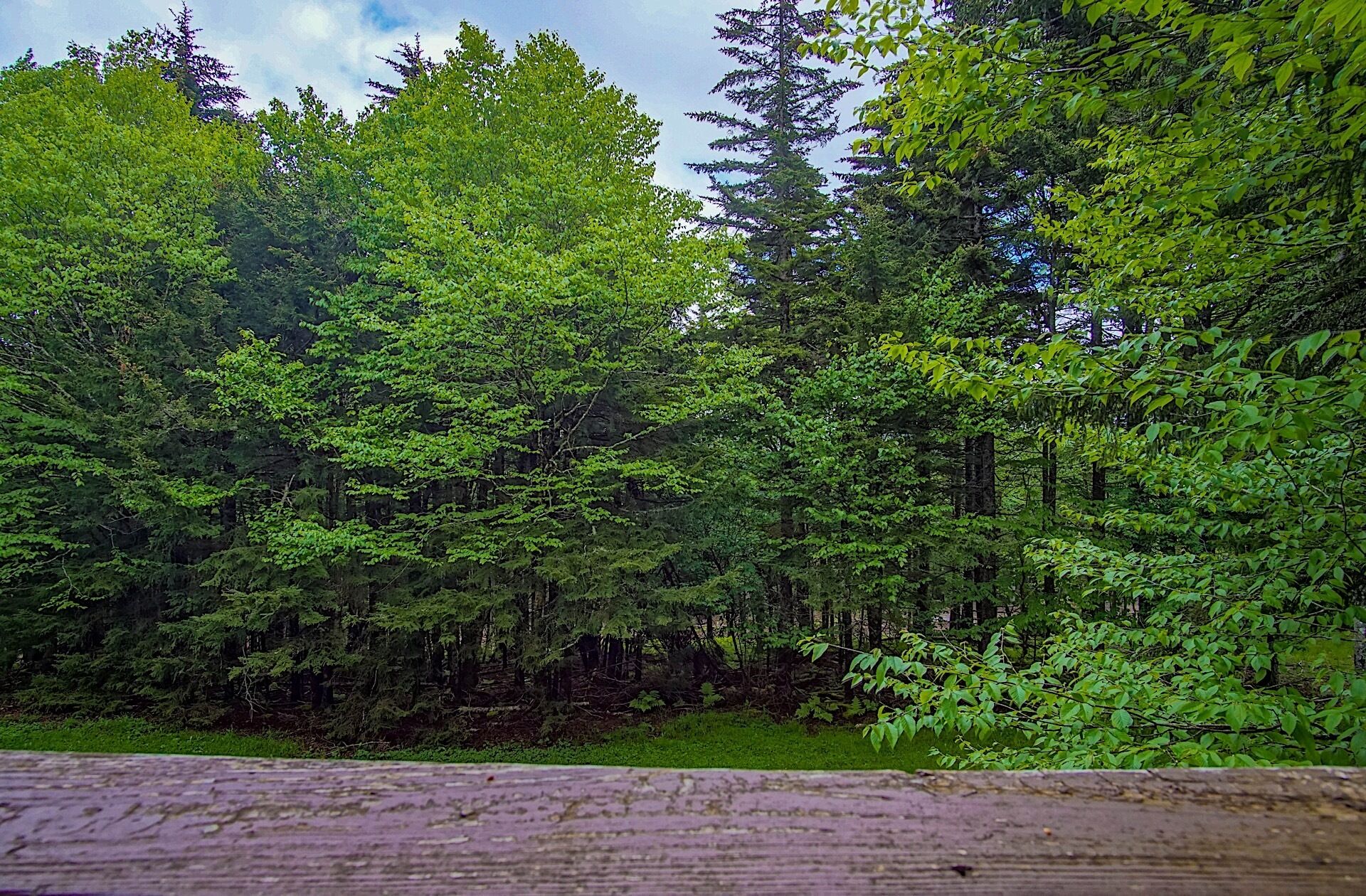 A dense forest with a variety of trees and a wooden structure at the bottom.