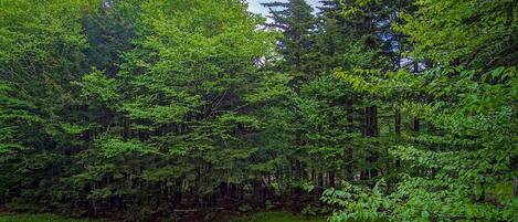 A dense forest with a variety of trees and a wooden structure at the bottom.