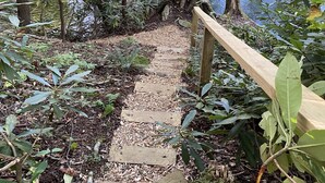 A wooden staircase leading down to a body of water, surrounded by trees and foliage.