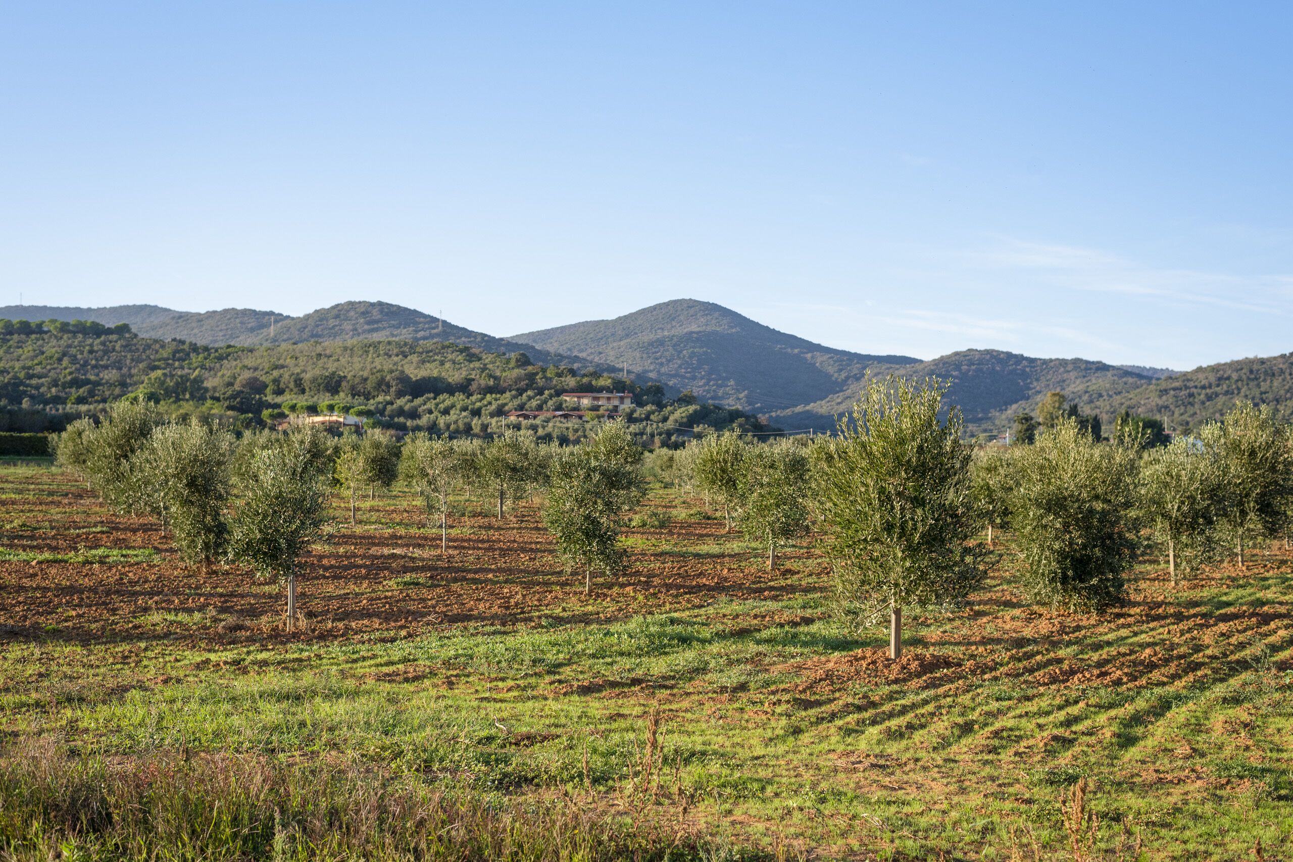 Paisaje rural con olivares y un edificio distante en una colina.