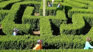 A maze garden with hedges forming a large letter 'A'.