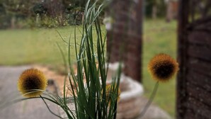 A potted plant with green leaves and two spherical brown flowers on a windowsill. - Falkenhof (Westensee)