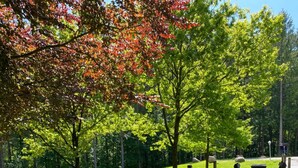 A park with a picnic table and benches, surrounded by trees and a grassy area. - Falkenhof (Westensee)