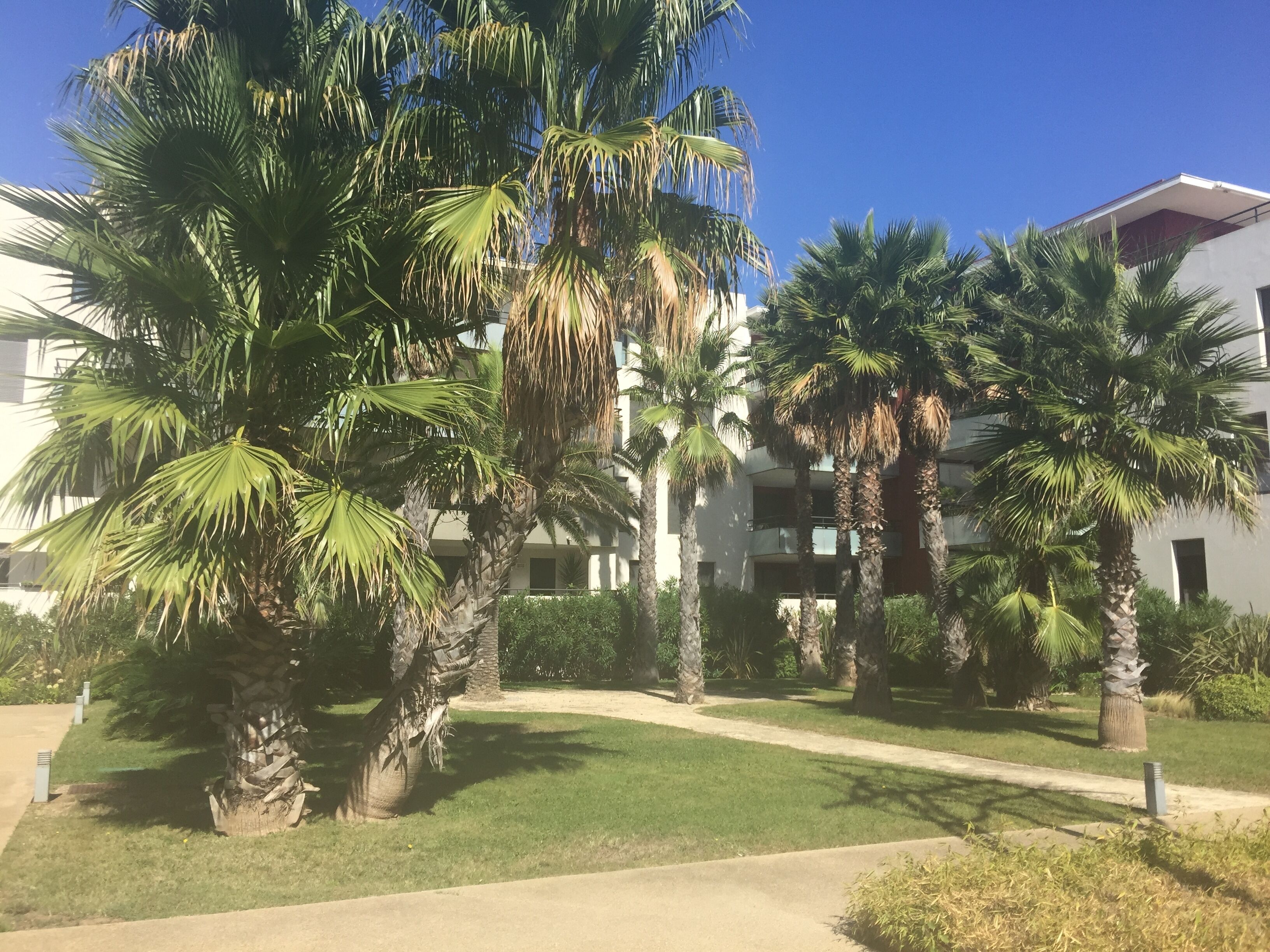 A courtyard with palm trees and a modern building with balconies.