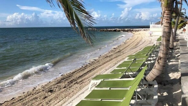 Une plage bordée de rangées de chaises longues vertes et d’un palmier.