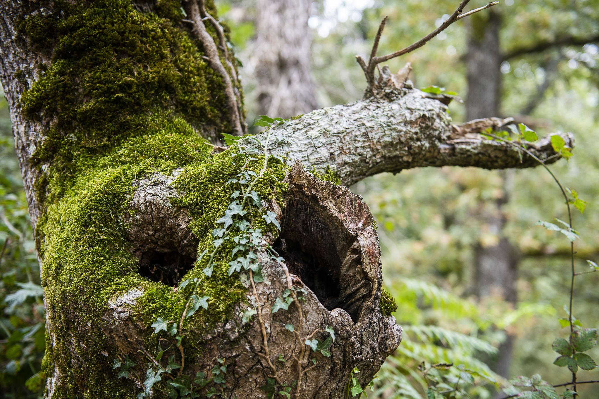 Ein Baum mit Moos und Efeu, eine Vertiefung im Stamm und ein Wald im Hintergrund.