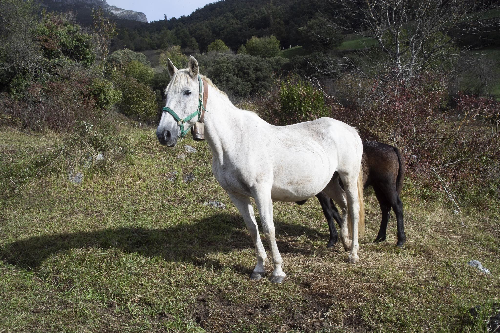 Un caballo blanco con una cabecera verde pastando en un campo herboso con árboles y colinas al fondo.