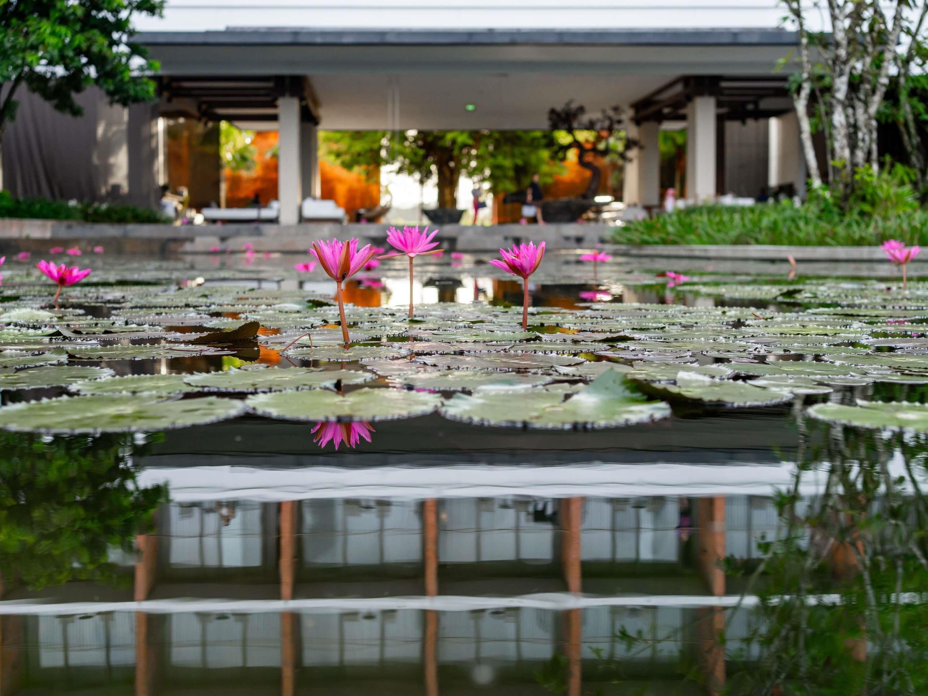 A tranquil water garden with lotus flowers and lily pads.