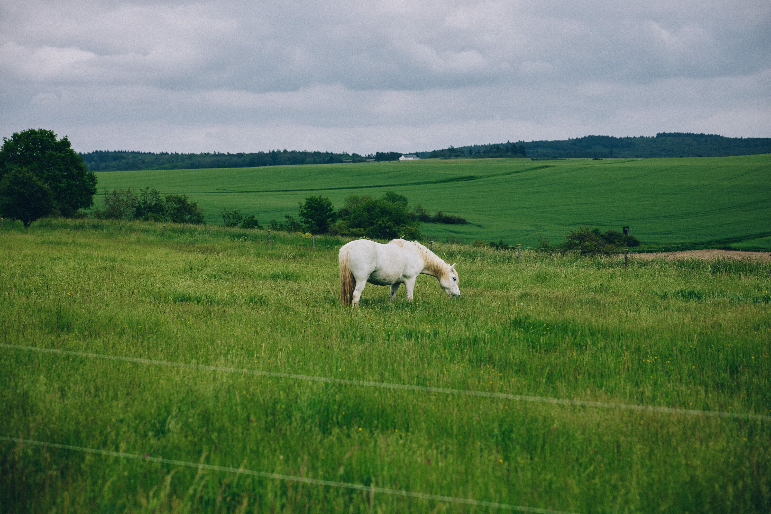 A white horse grazing in a green field with a fence in the foreground and a tree line in the background.