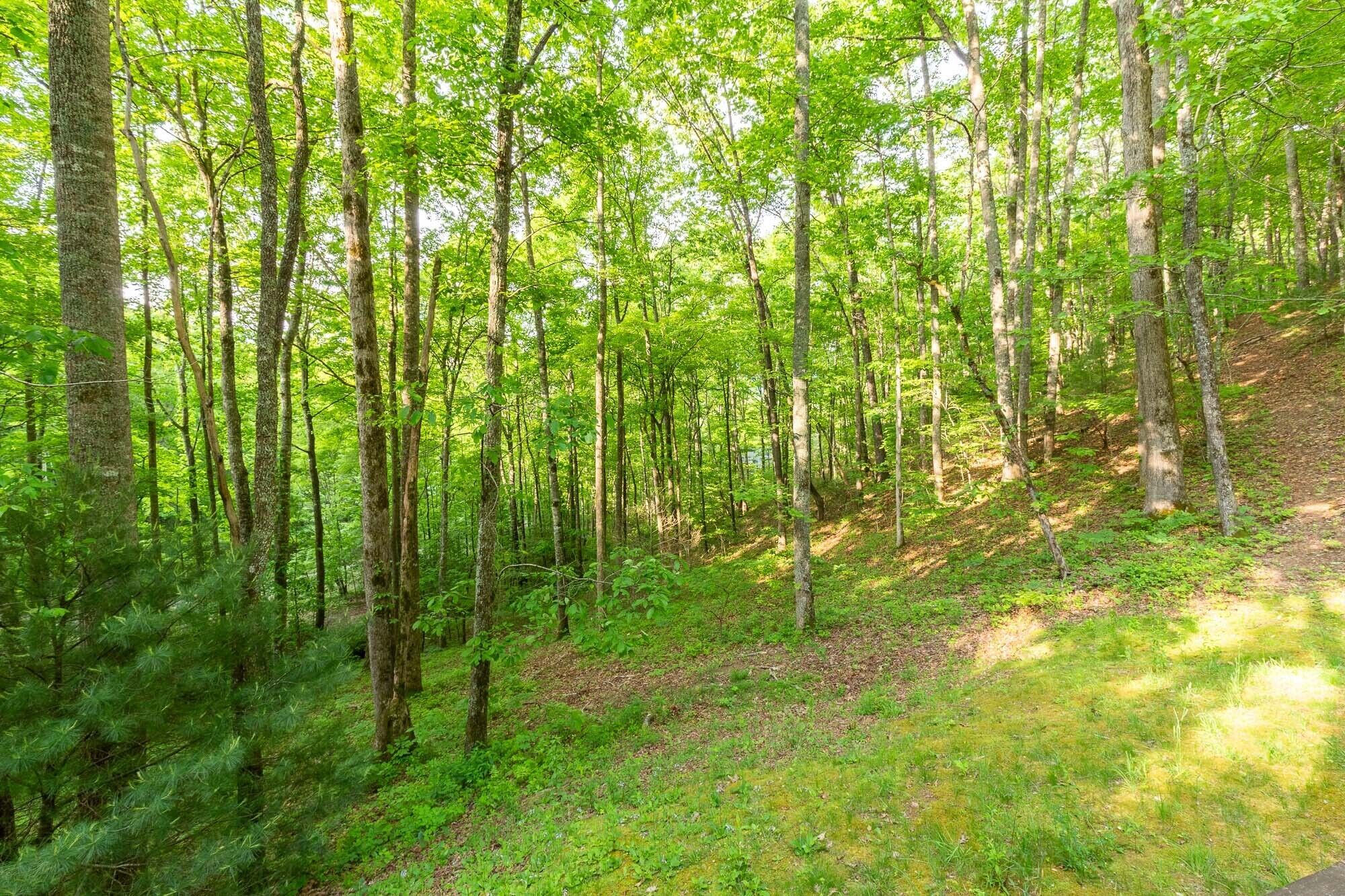 A dense forest with tall trees and a grassy area.