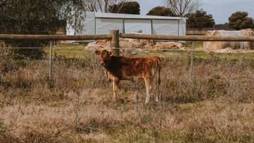 A single cow standing in a grassy field with a fence and hay bales in the background.