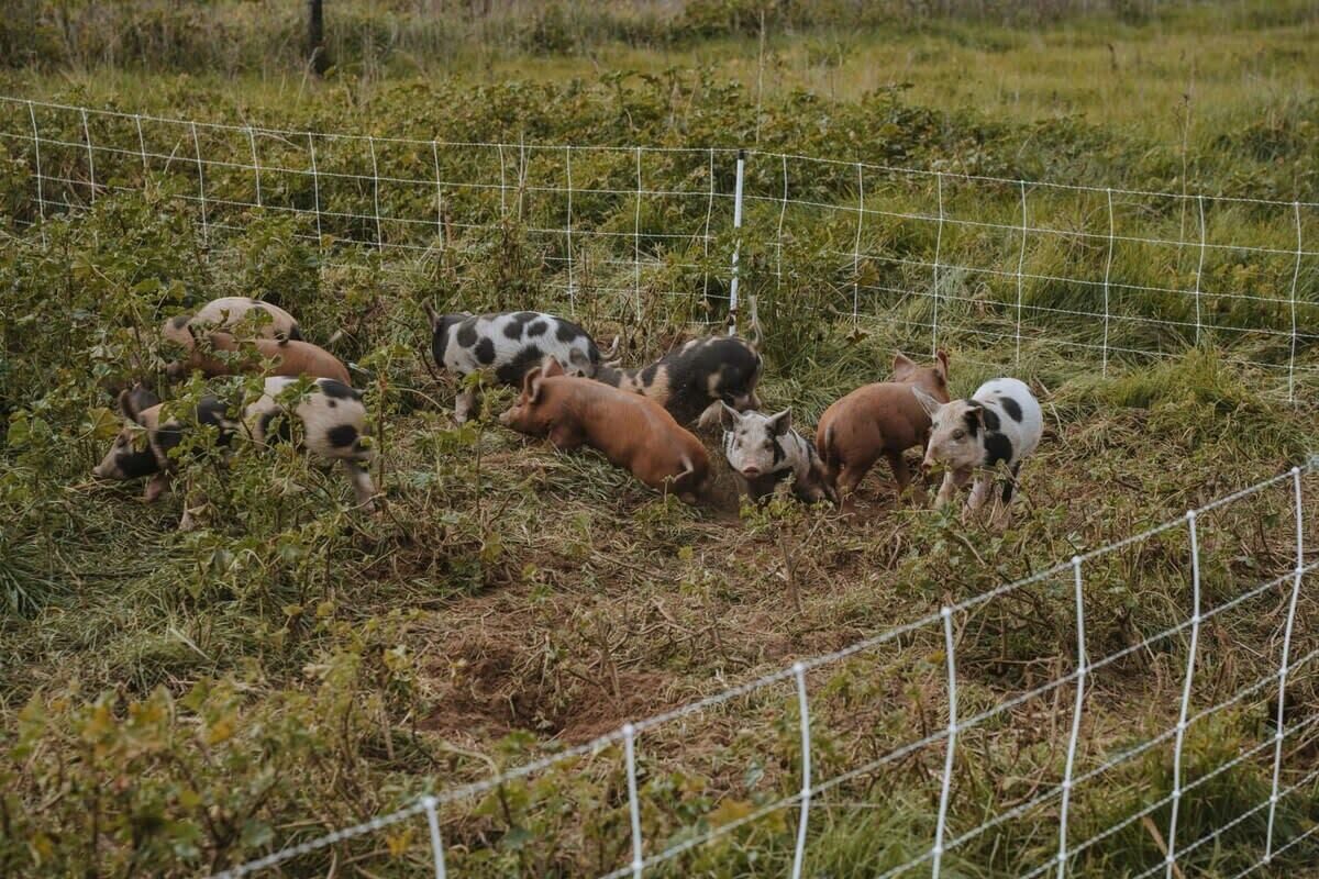 Eine Gruppe Schweine in einem eingezäunten Bereich mit Vegetation.