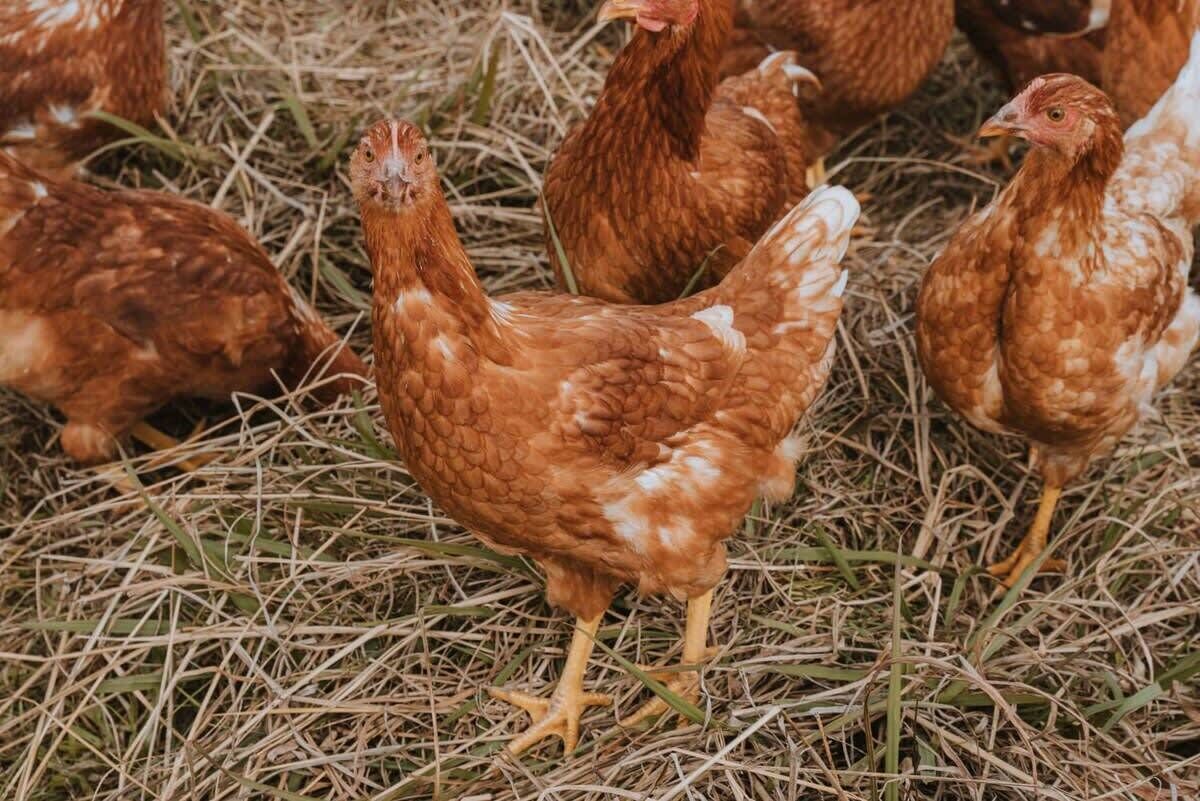 Un gruppo di galline su un terreno ricoperto di paglia.