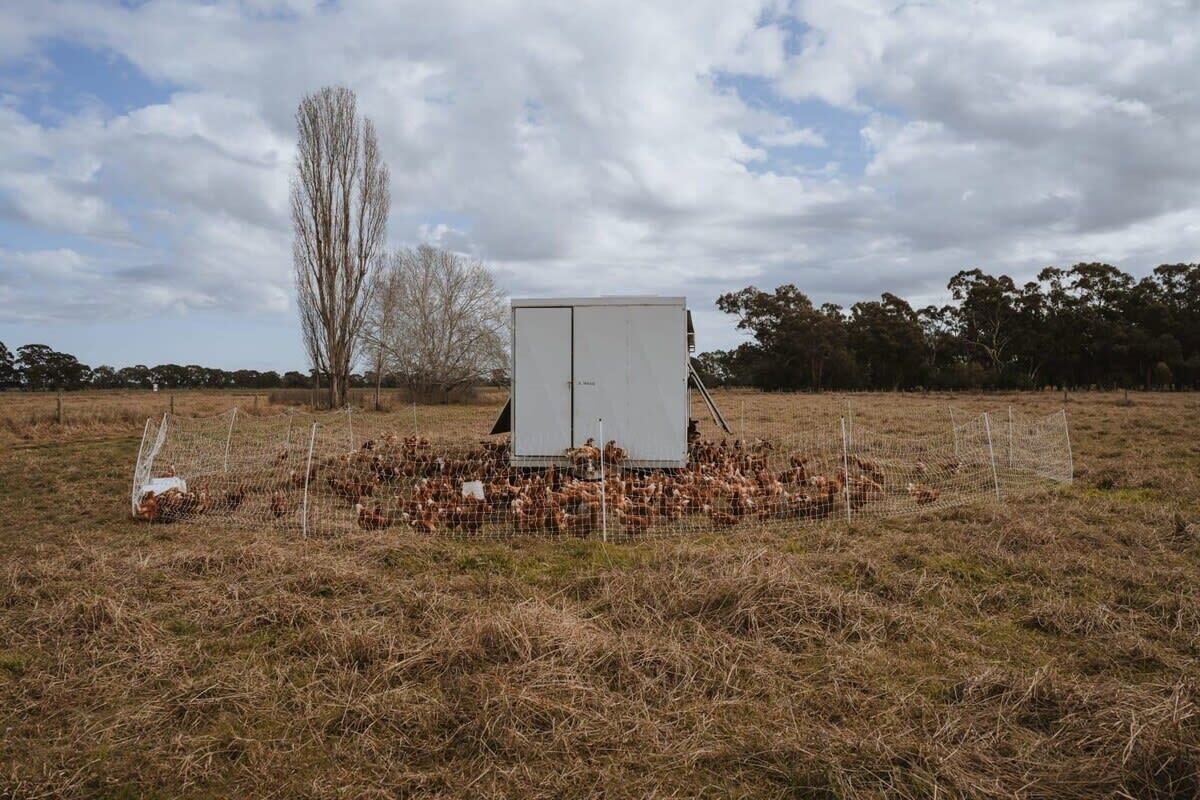 A fenced area with a white building and a tree in the background.