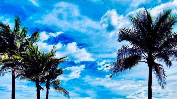 A beach with palm trees and a clear blue sky. - Studio 301 Little Paris 1 blk to the beach 1floor (Fort Lauderdale)