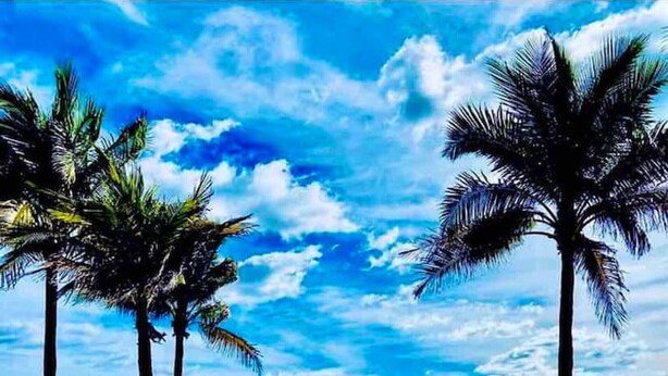 Una playa con palmeras y un cielo azul despejado.