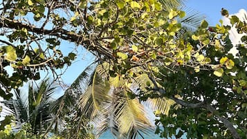 Beach nearby, sun-loungers, beach towels