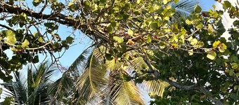 Casa Bendita Vieques - Ocean View and Amazing Pool