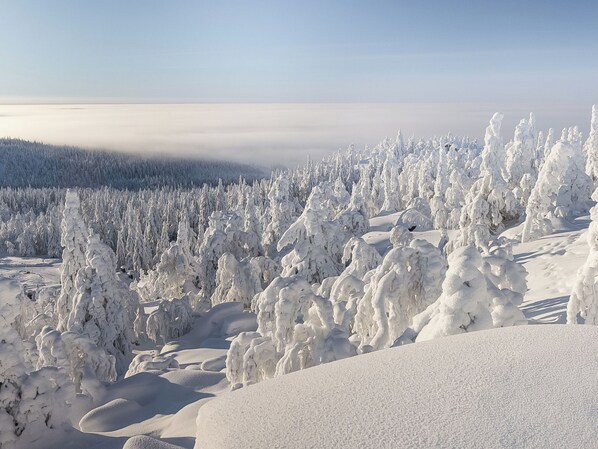 A snowy landscape with dense evergreen trees and a clear sky. - Loma-saaga 3 by Interhome (Pudasjärvi)