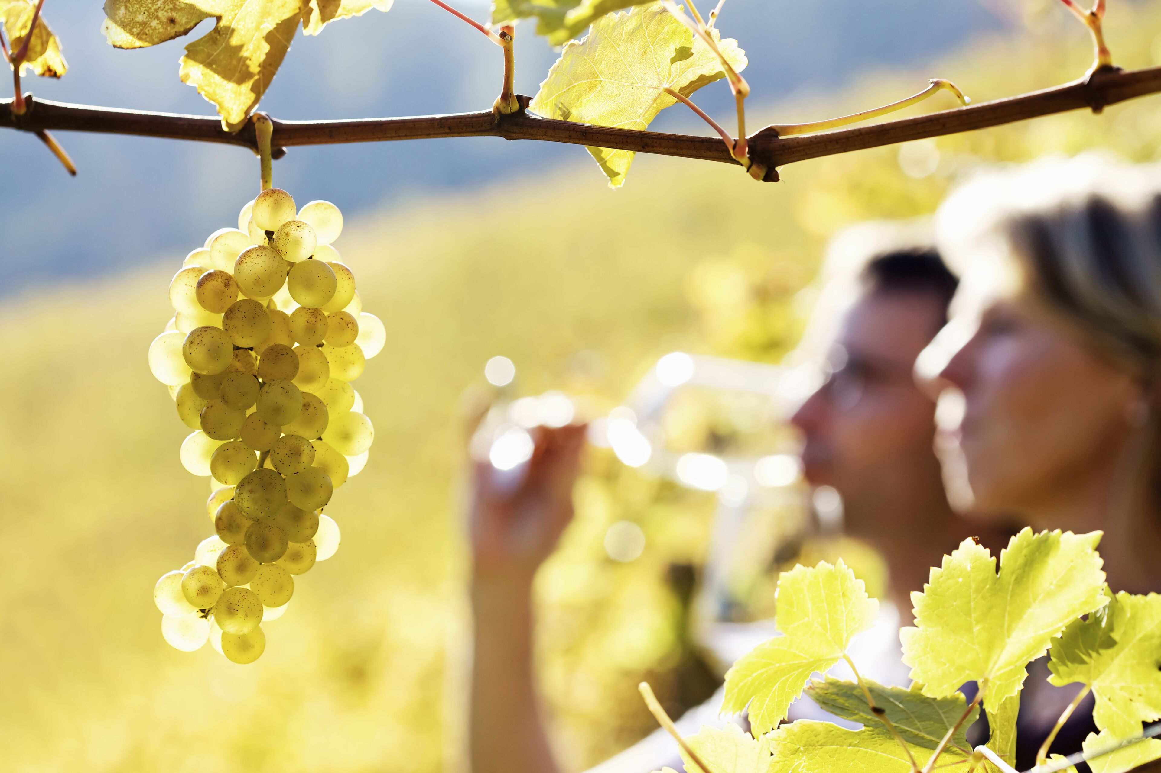 A vineyard with a focus on grape clusters and a blurred background of a person.