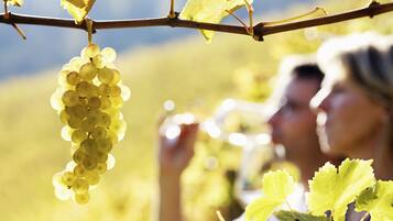 A vineyard with a focus on grape clusters and a blurred background of a person.