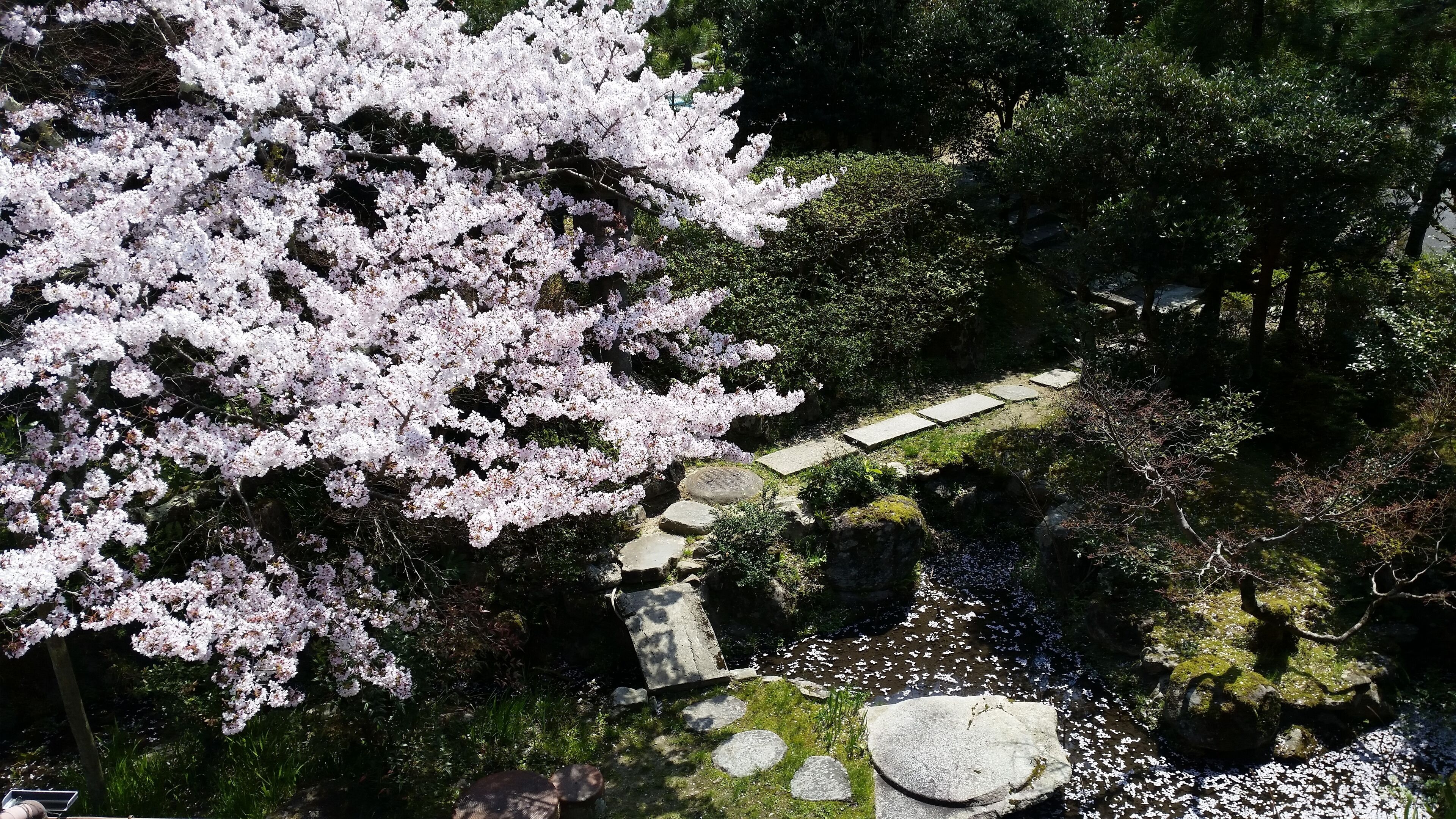 Un chemin de pierres qui traverse un jardin où l’on peut admirer des cerisiers en fleurs et un étang.