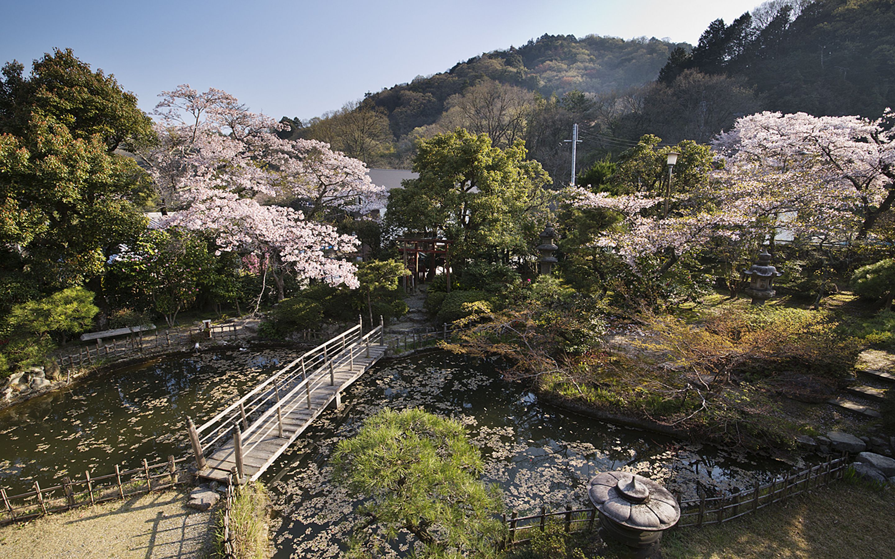A traditional Japanese garden with a wooden bridge over a pond, surrounded by cherry blossom trees and a pagoda.