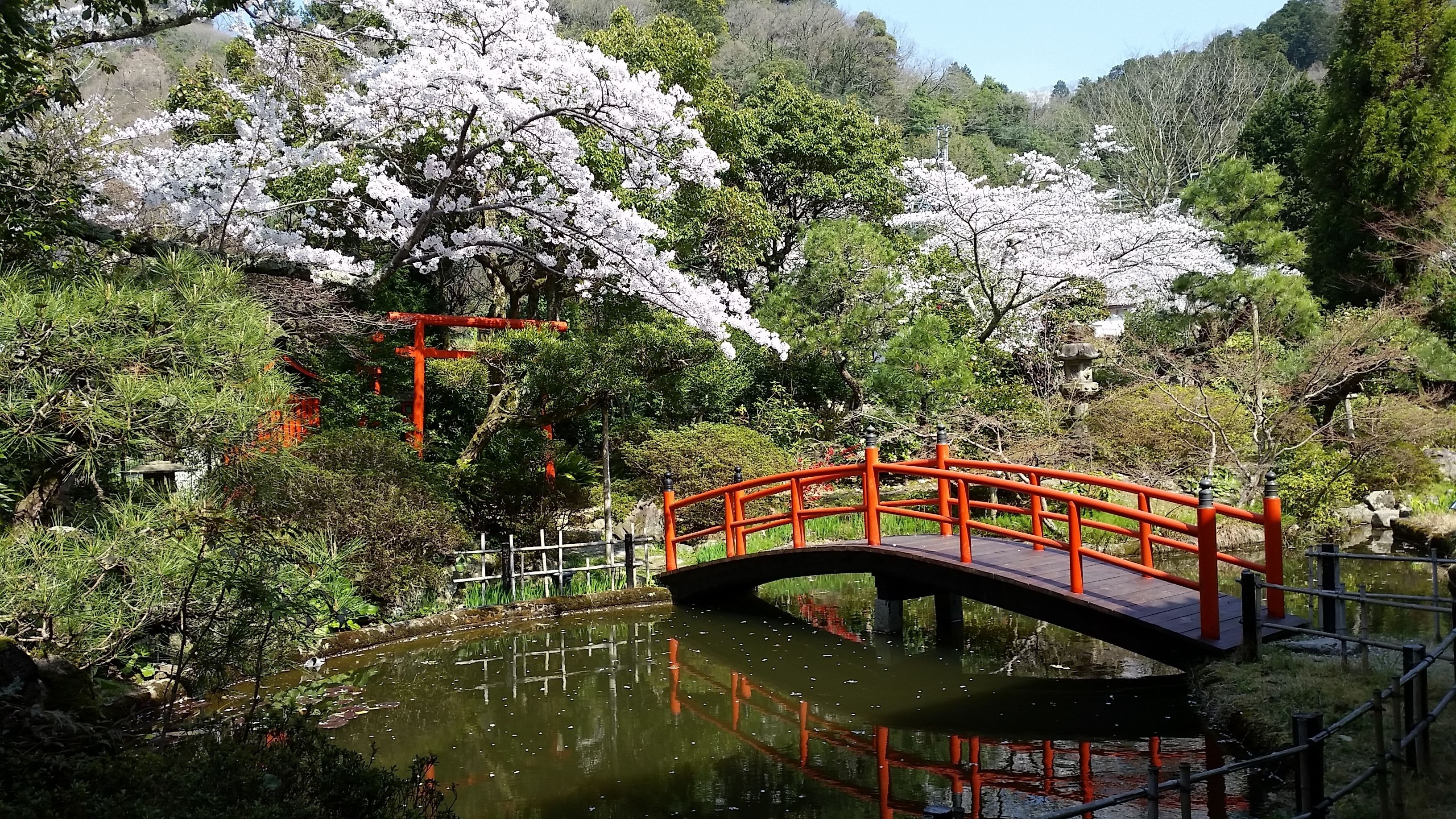 A bridge over a pond with cherry blossoms and a red torii gate in a garden.
