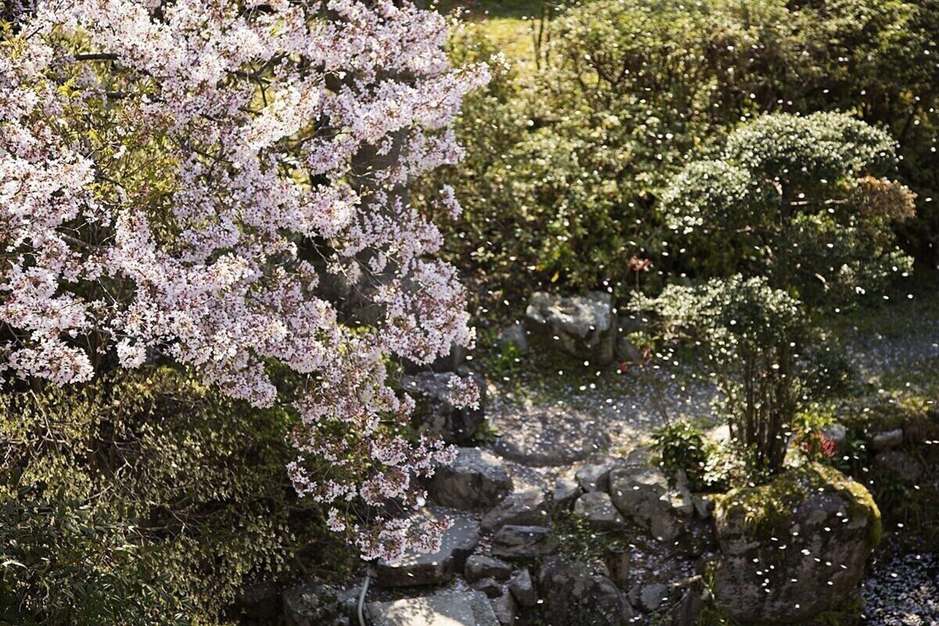 A garden with cherry blossoms and a stone path.
