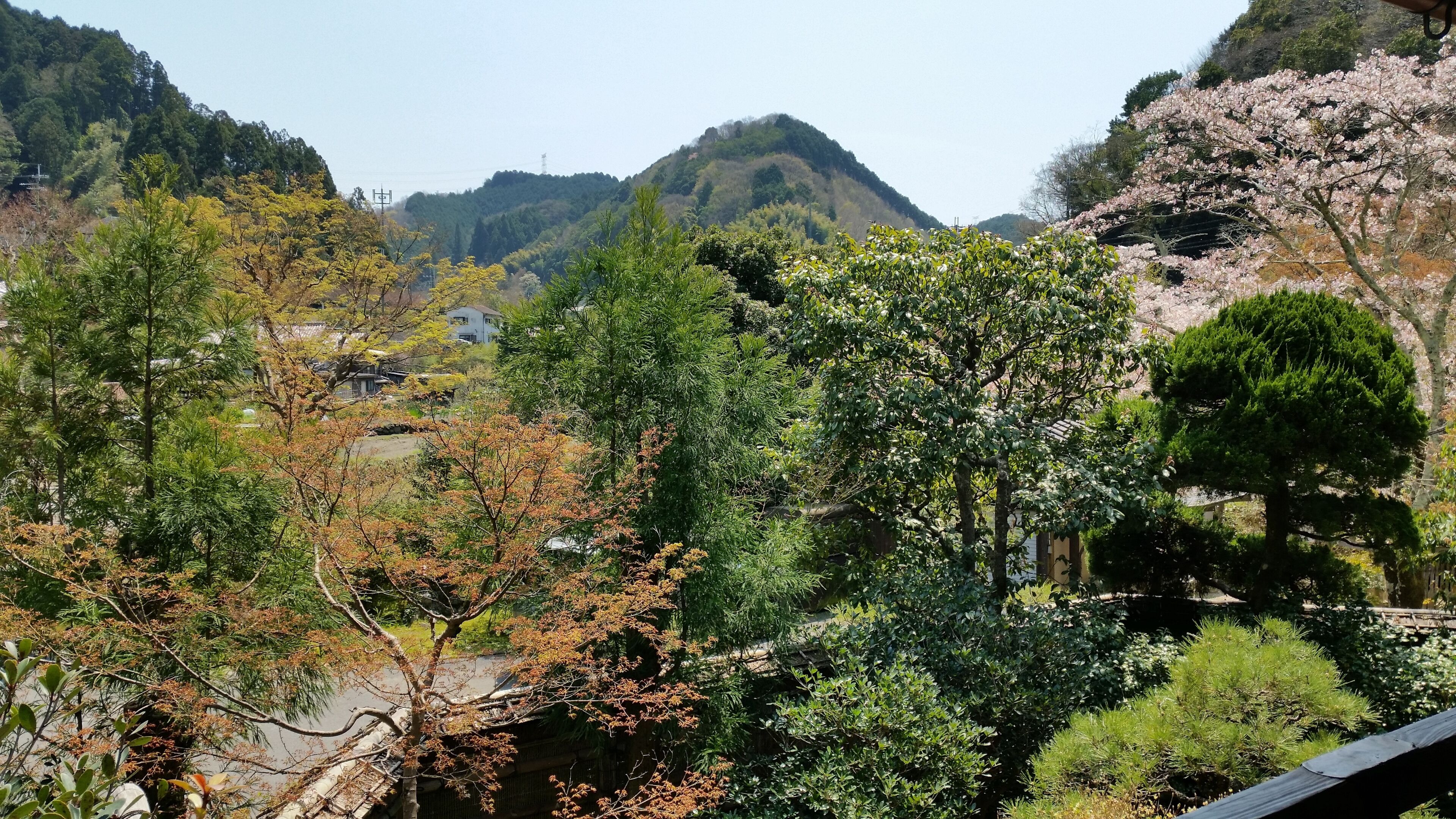 Paisagem montanhosa com diversas árvores, incluindo algumas com flores cor-de-rosa, e alguns edifícios ao fundo.