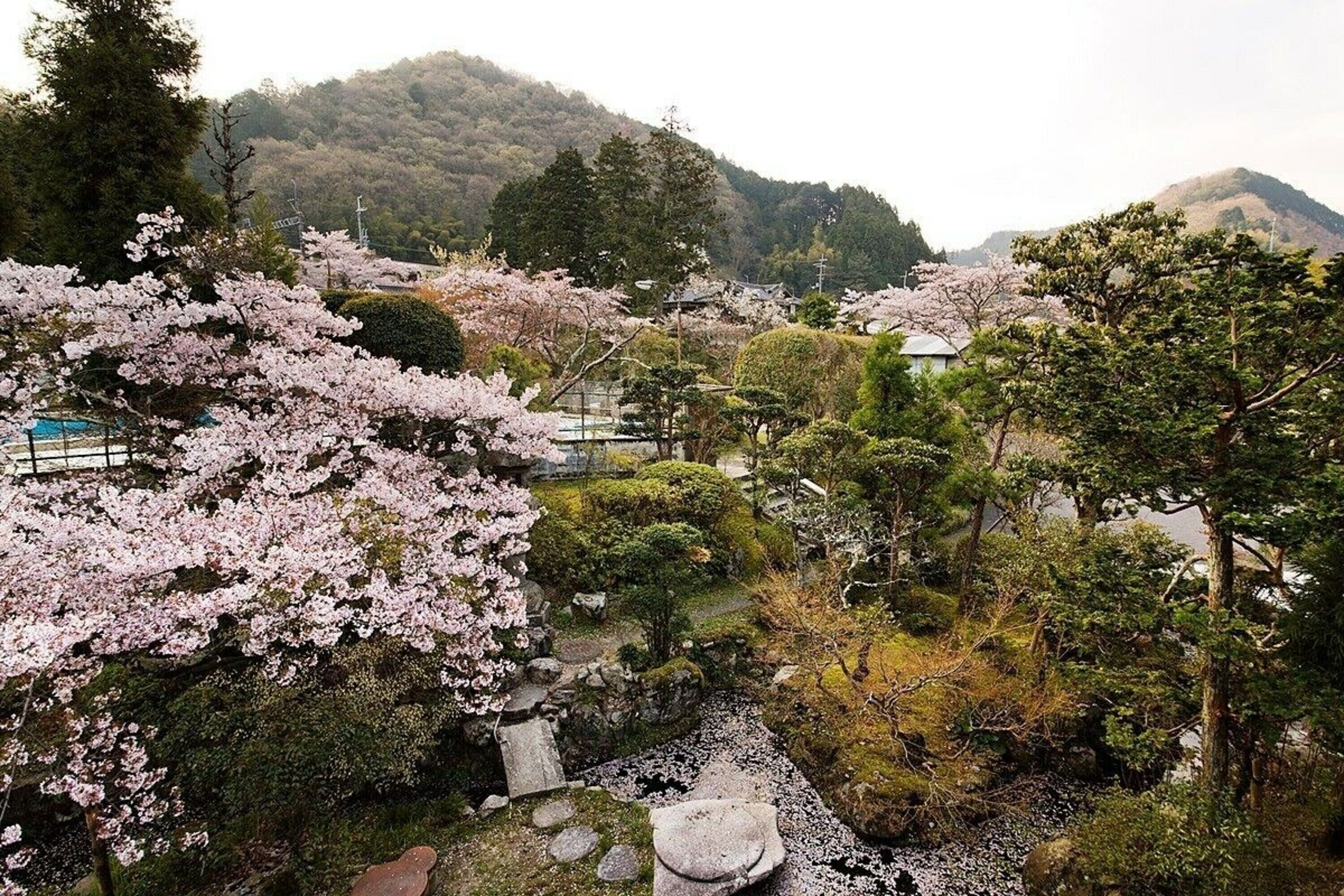 A traditional Japanese garden with cherry blossoms, stone lanterns, and a pond.