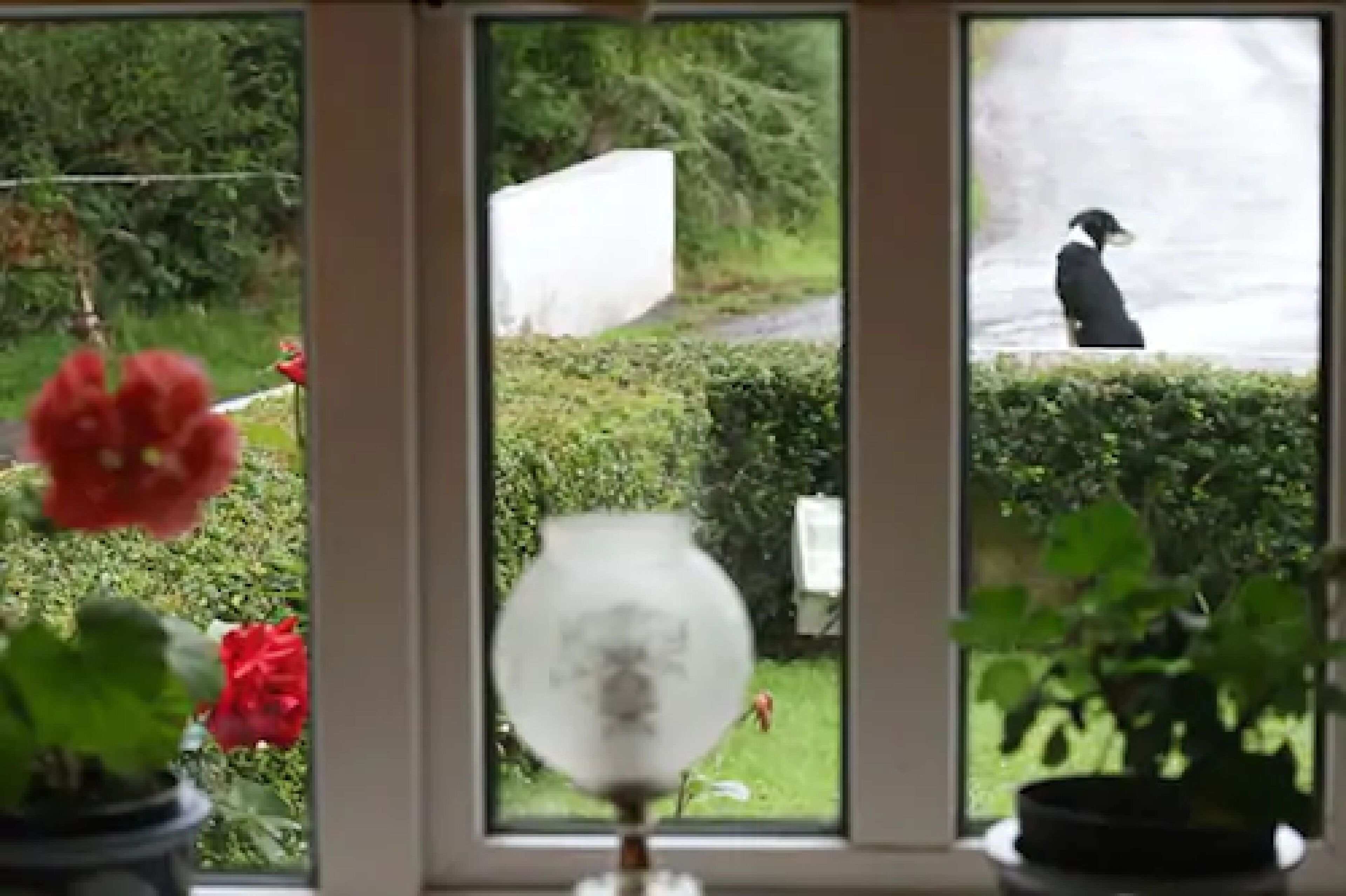 A view through a window with a potted plant, a white object, and a bird.