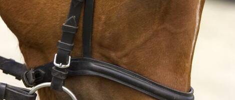 A close-up of a horse's head with a black bridle.