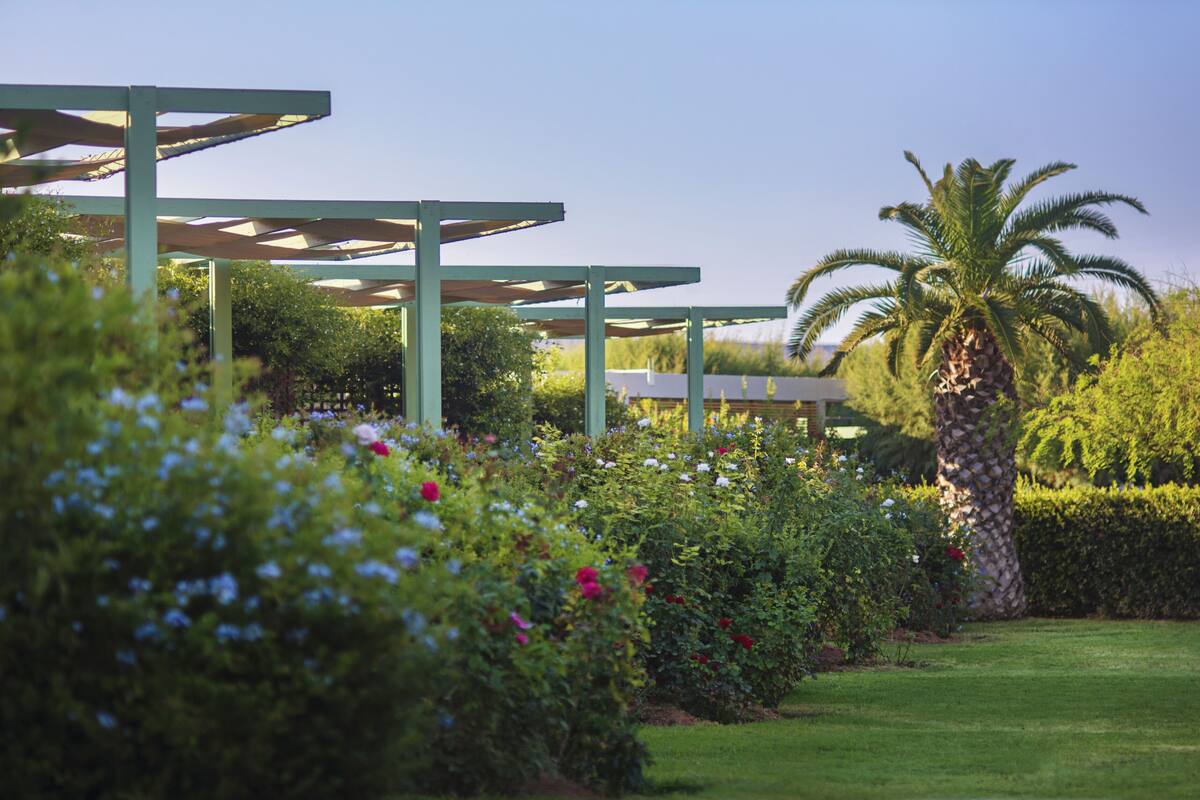 A garden with a palm tree, a pergola, and various flowering plants.
