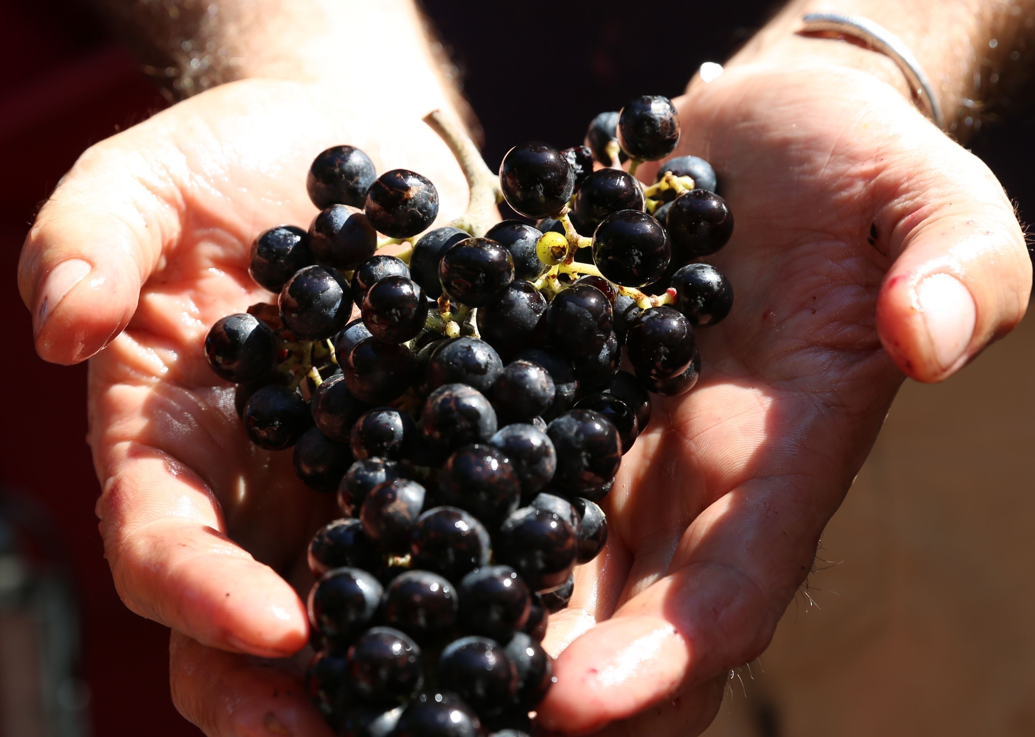 A pair of hands holding a bunch of dark grapes.