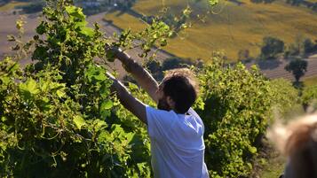Eine Person kümmert sich um Weinreben in einem Weinberg, im Hintergrund sanfte Hügel.