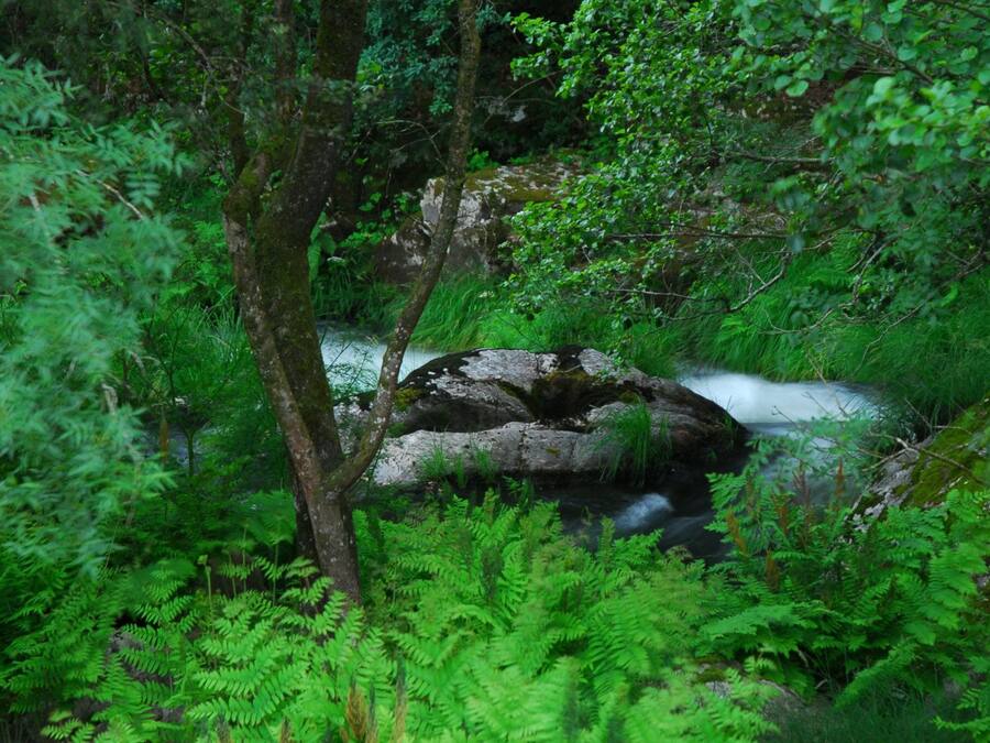 Paisaje natural con un arroyo serpenteando sobre rocas, rodeado de follaje verde y frondoso.
