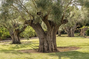 Overnattingsstedets uteområder