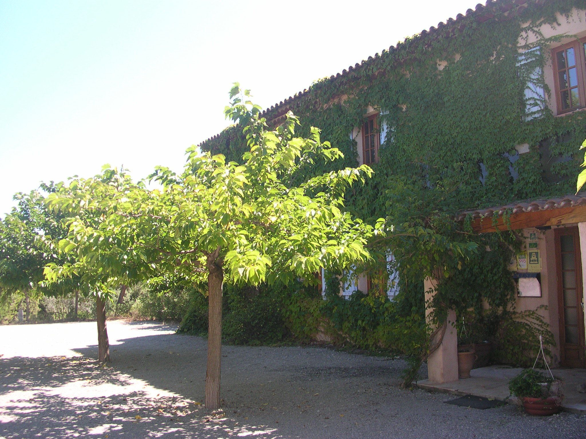 A building with a courtyard, surrounded by trees and covered with ivy.