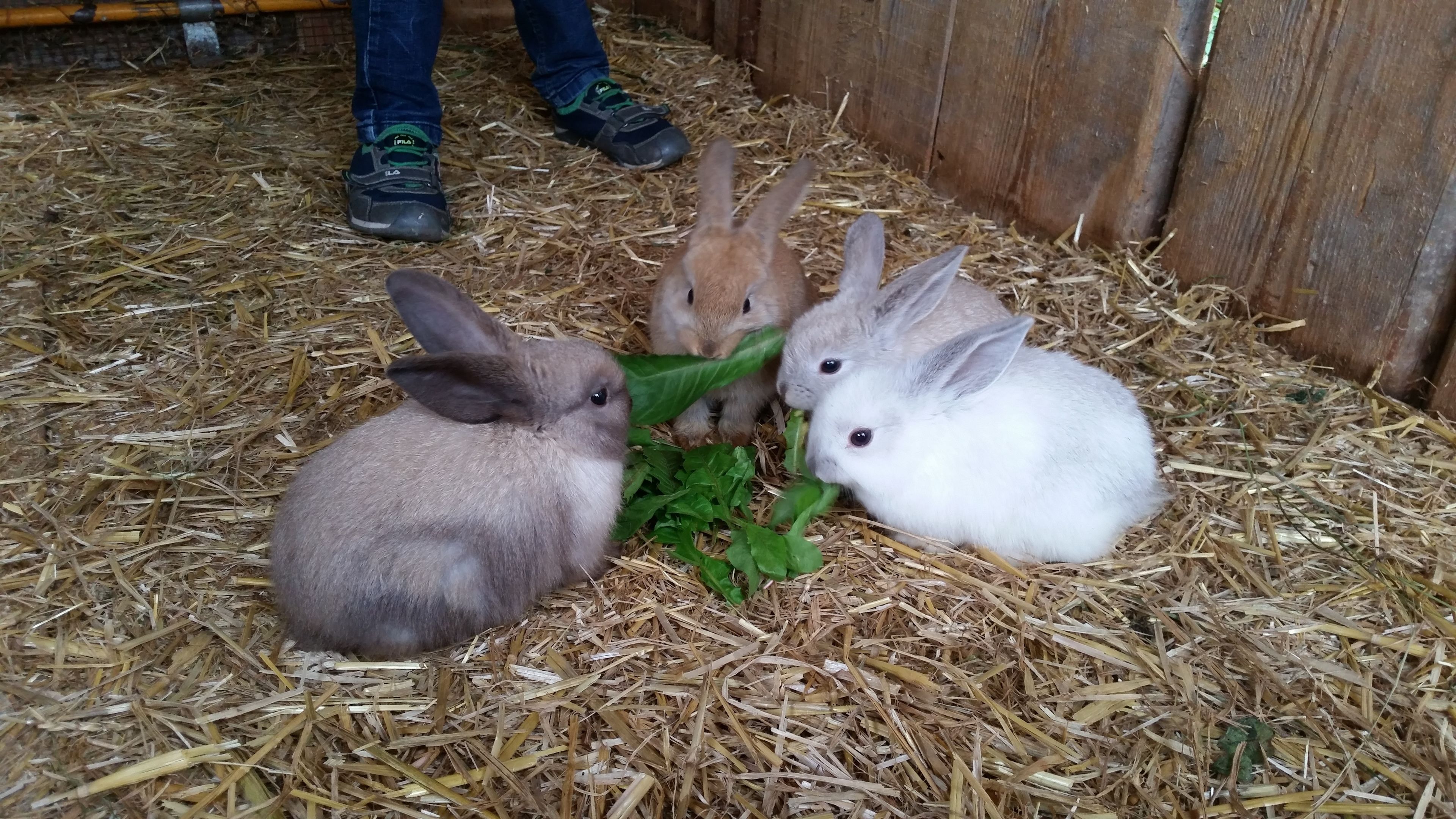 Three rabbits on straw bedding with green leaves.