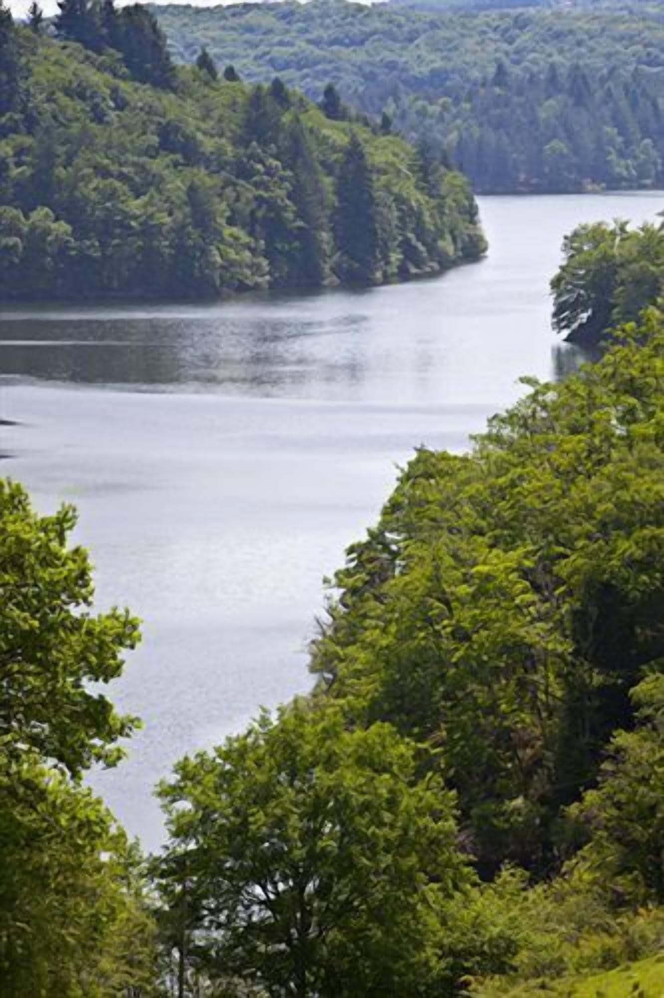 Une rivière bordée d’une forêt dense.