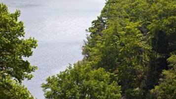 Une rivière bordée d’une forêt dense.