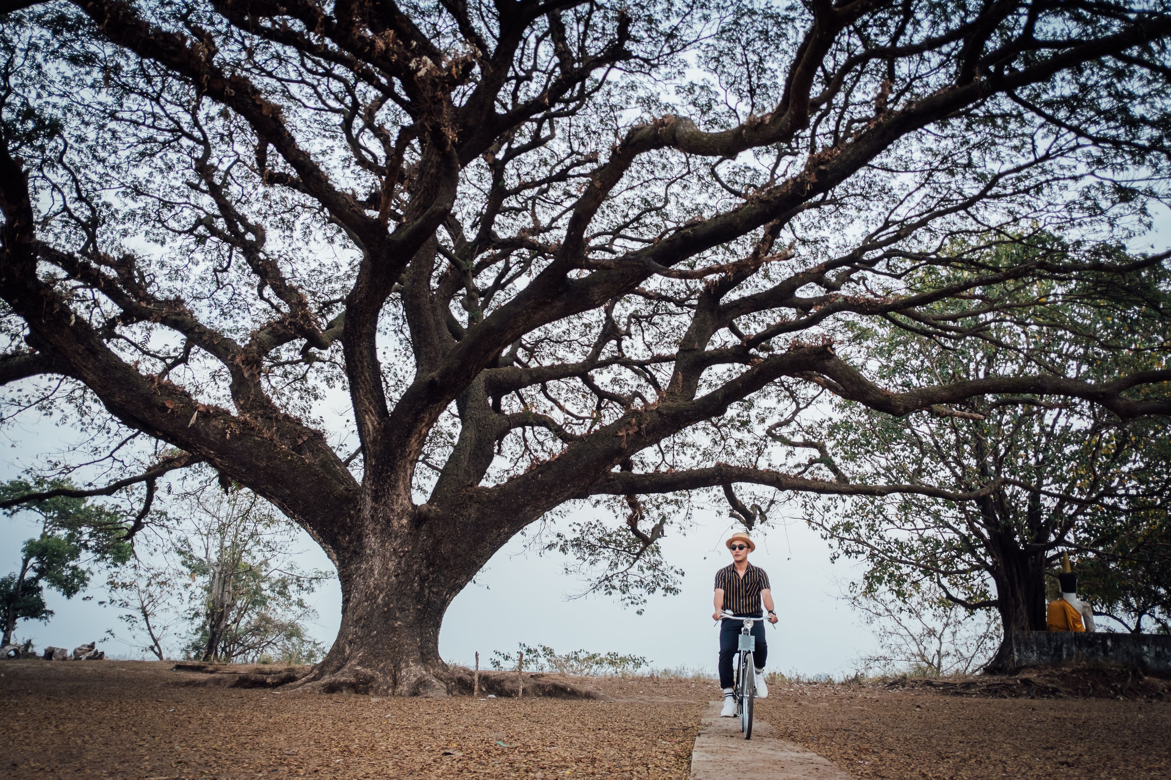 A person riding a bicycle under a large tree.
