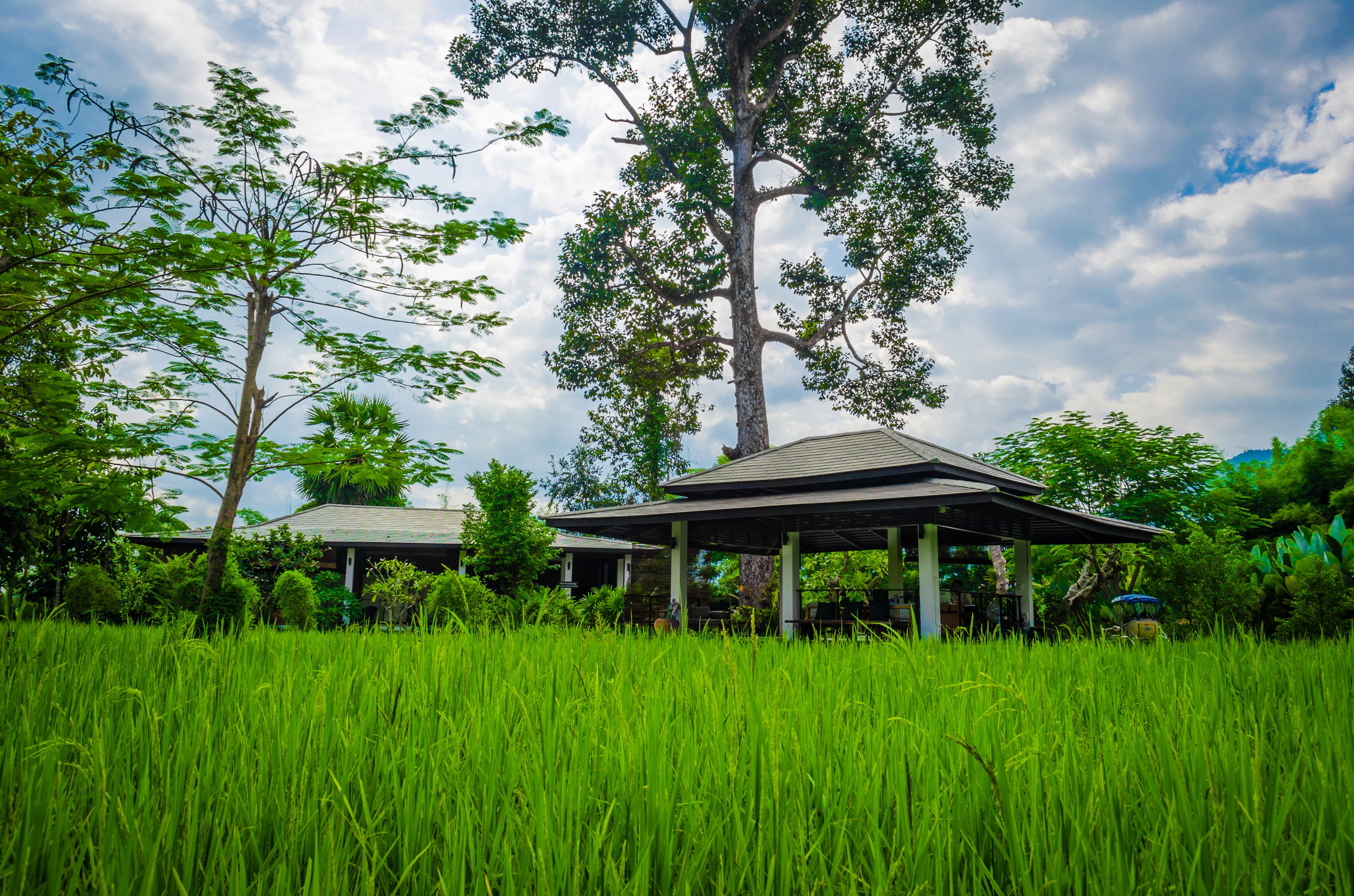 A traditional building with a thatched roof, surrounded by lush green fields and trees.
