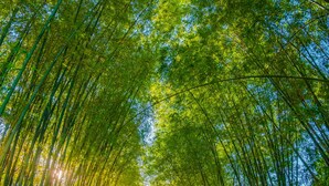 A pathway lined with tall bamboo trees, leading to a distant view. - The River Resort (Champasak)