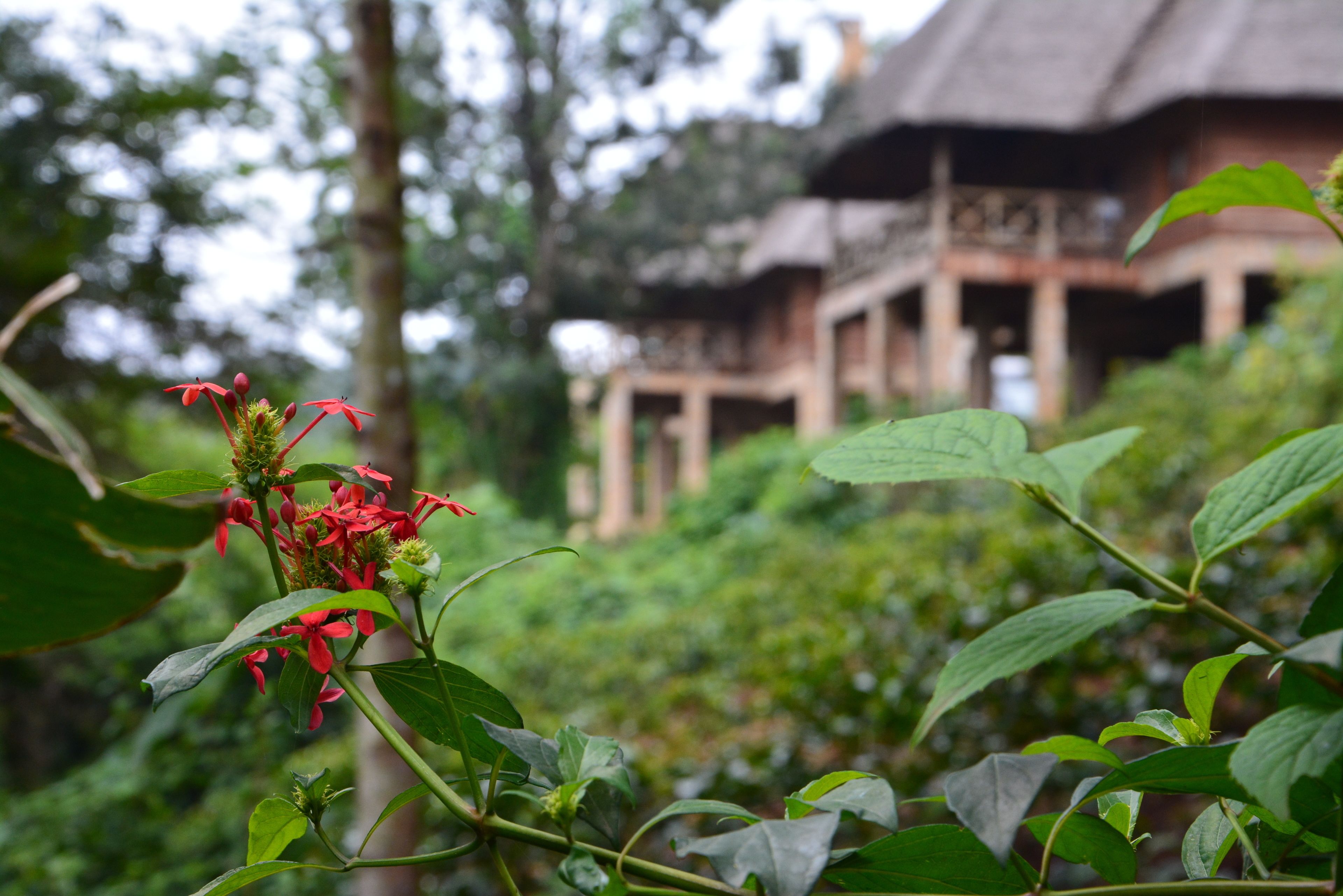 Hage