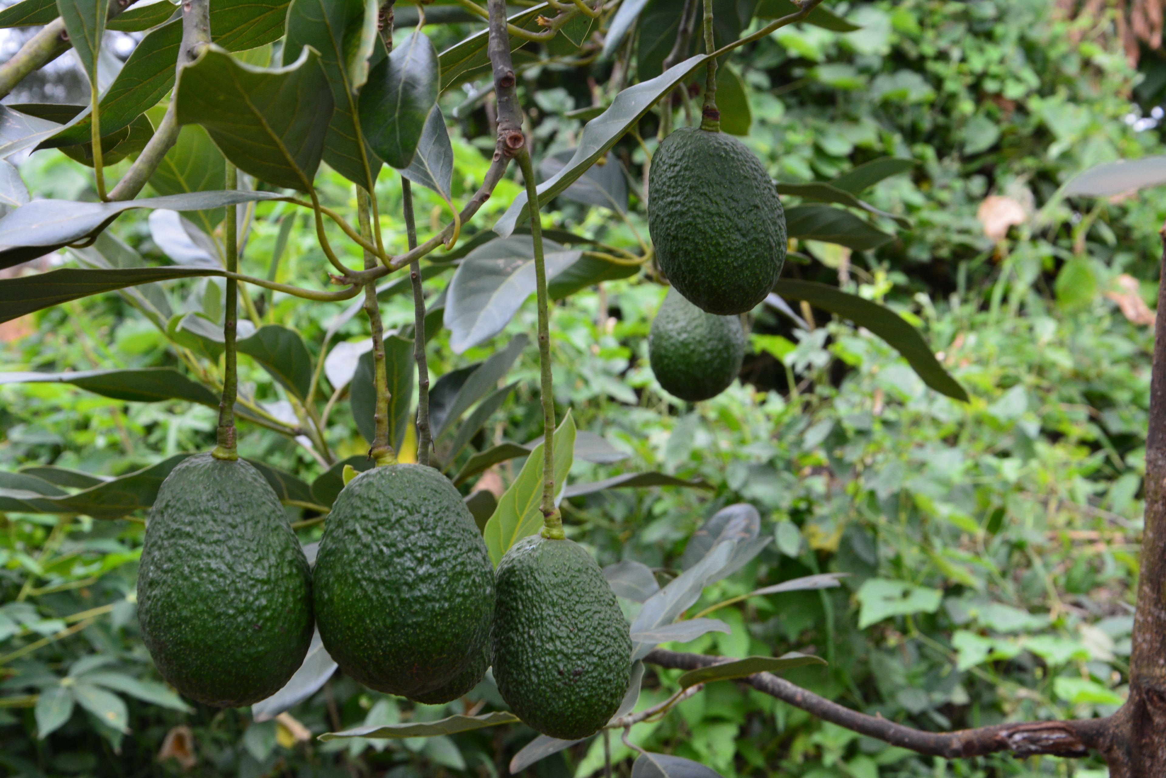 Ein Baum mit mehreren grünen Avocados an den Ästen.