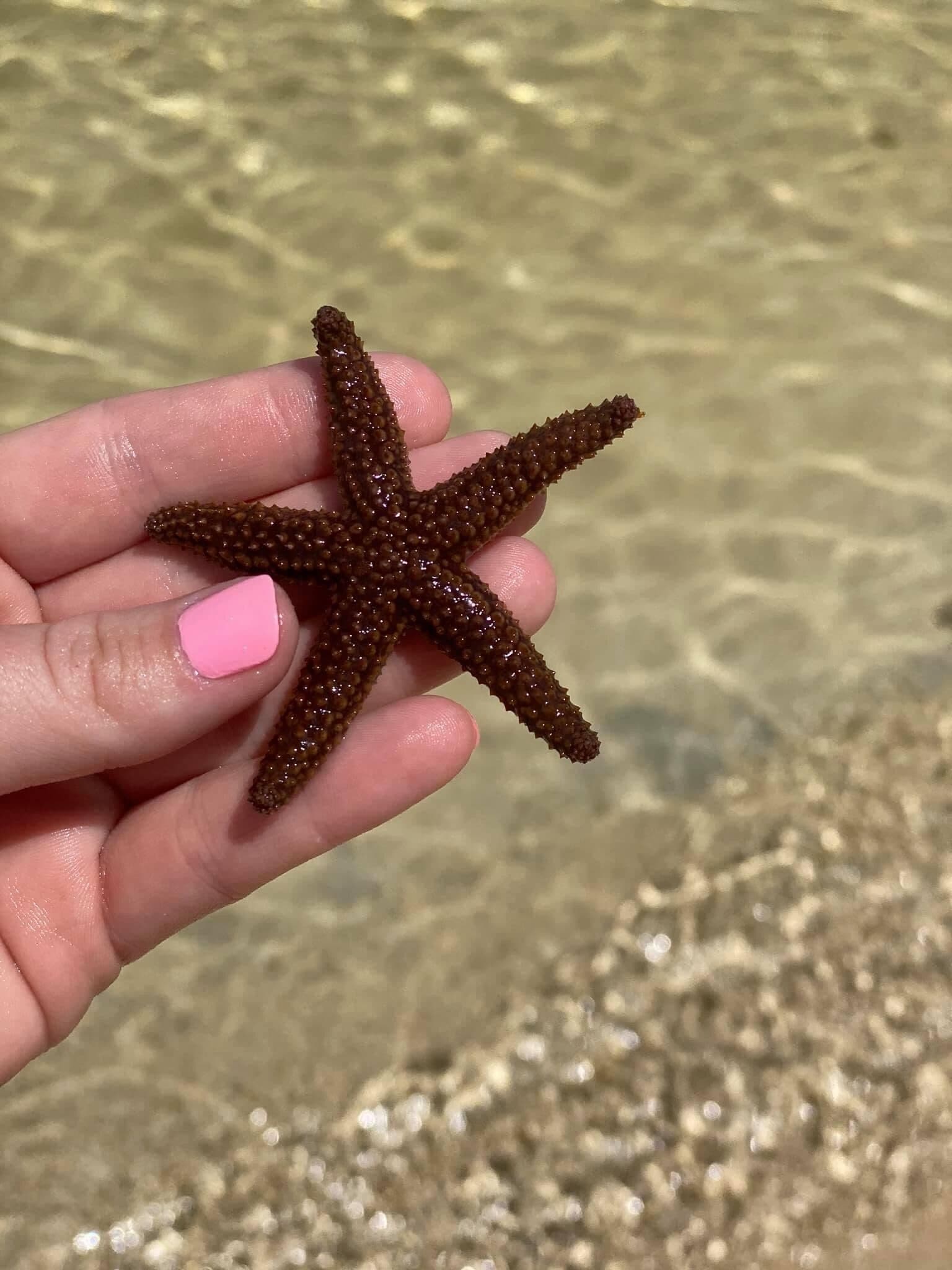 Een hand die een zeester vasthoudt, met een zandstrand en ondiep water op de achtergrond.