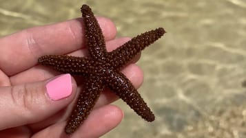 Een hand die een zeester vasthoudt, met een zandstrand en ondiep water op de achtergrond.